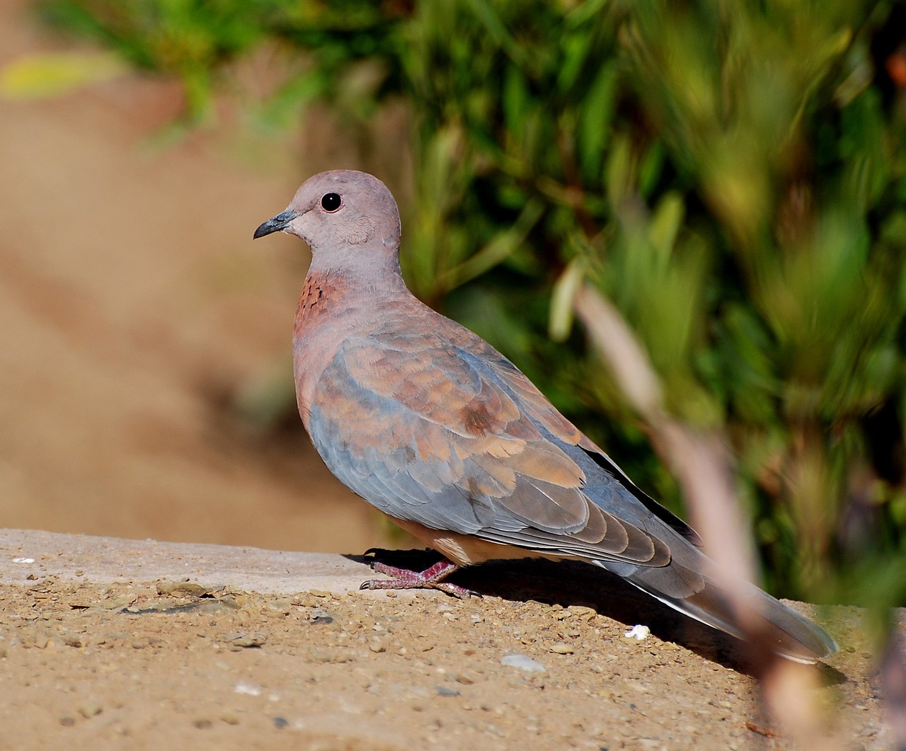 Streptopelia senegalensis Streptopelia senegalensis